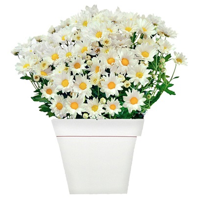 Arranjo margaridas brancas em um cachepô branco de madeira, nas medidas 14 x 28 cm. <a href="https://www.novaflor.com.br/deslumbrantes-margaridinhas/p24516/?src=DEPT" target="_blank" rel="noopener">Nova Flor</a>, R$ 93,40