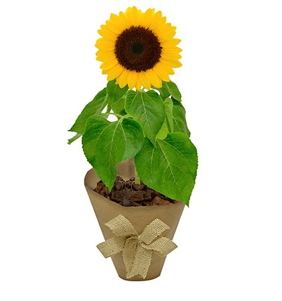 <span>Girassol plantado e embalado em kraft, nas medidas 13 x 40 cm. <a href="https://www.novaflor.com.br/girassol-plantado-kraft/p28916/?src=DEPT">Nova Flor</a>, R$ 77,80</span>