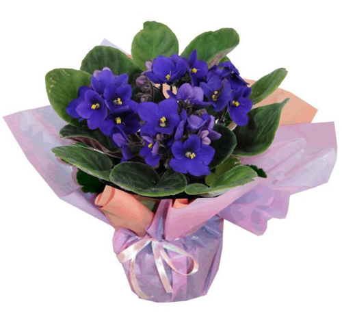 Vasinho de violetas, nas medidas 25 x 15 cm. <a href="https://www.uniflores.com.br/vaso-de-violetas" target="_blank" rel="noopener">UniFlores</a>, R$ 47