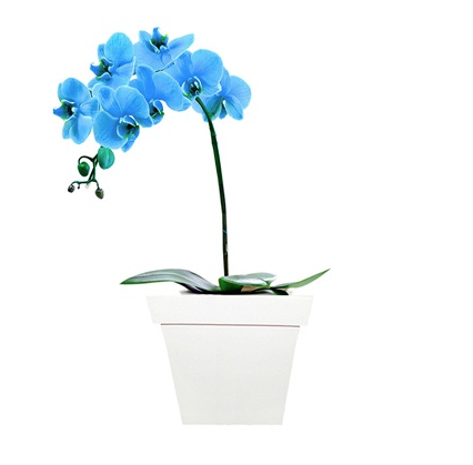 Orquídea phalaenopsis azul plantada em cachepô branco de madeira, nas medidas 13 x 30 cm. <a href="https://www.novaflor.com.br/deslumbrante-orquidea-blue/p23165/?src=DEPT">Nova Flor</a>, R$ 265,30