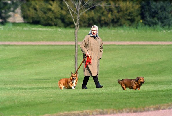 Rainha Elizabeth II passeando com seus cachorros