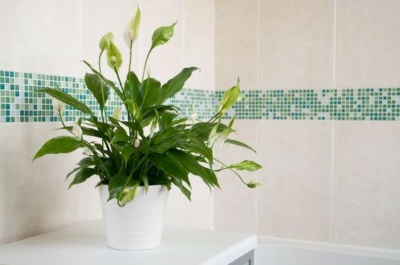 Plantas para ter no banheiro - lírio-da-paz
