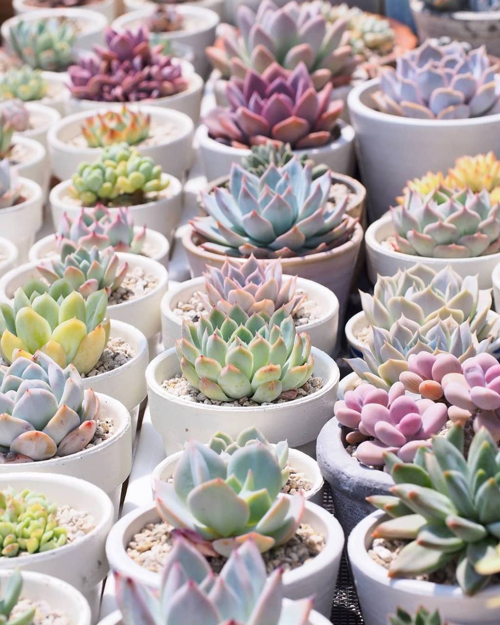 27 arranjos maravilhosos com suculentas para valorizar a decoração