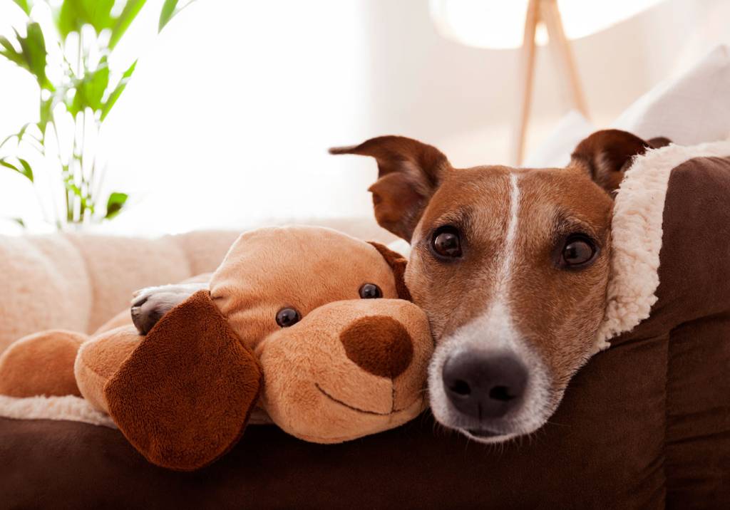 6 sinais de que seu bichinho está doente