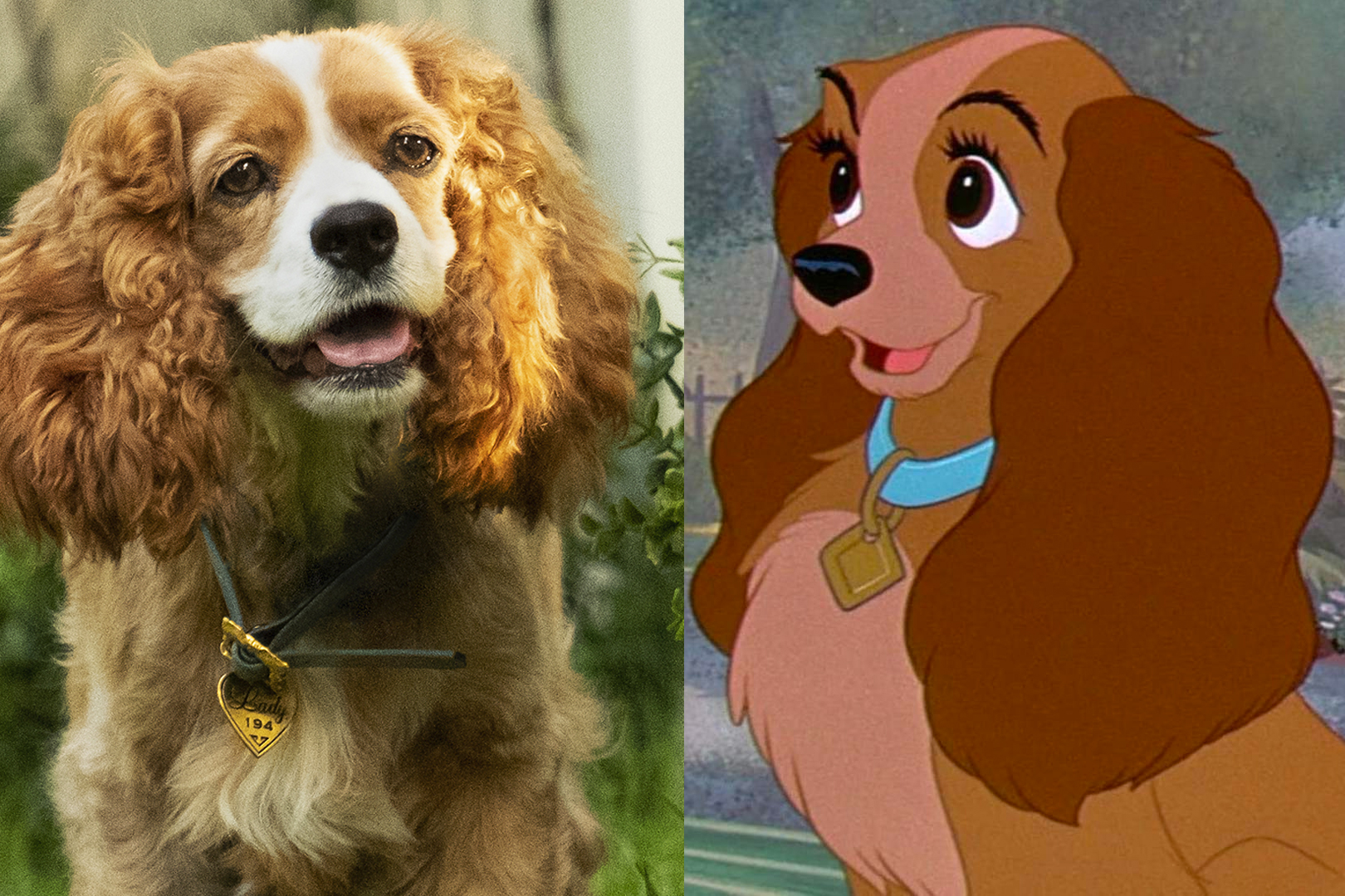 As primeiras imagens dos cães reais de A Dama e o Vagabundo são fofíssimas CLAUDIA