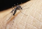 Entenda a diferença entre dengue, zika e chikungunya