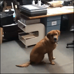 Reprodução/Giphy Reprodução/Giphy