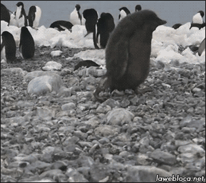 Reprodução/Giphy Reprodução/Giphy
