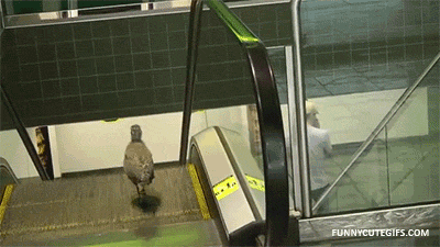 Reprodução/Giphy Reprodução/Giphy