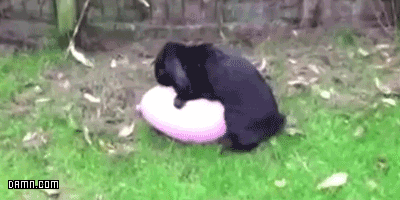 Reprodução/Giphy Reprodução/Giphy