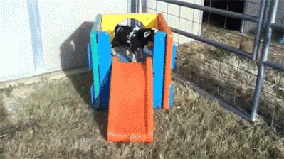 Reprodução/Giphy Reprodução/Giphy
