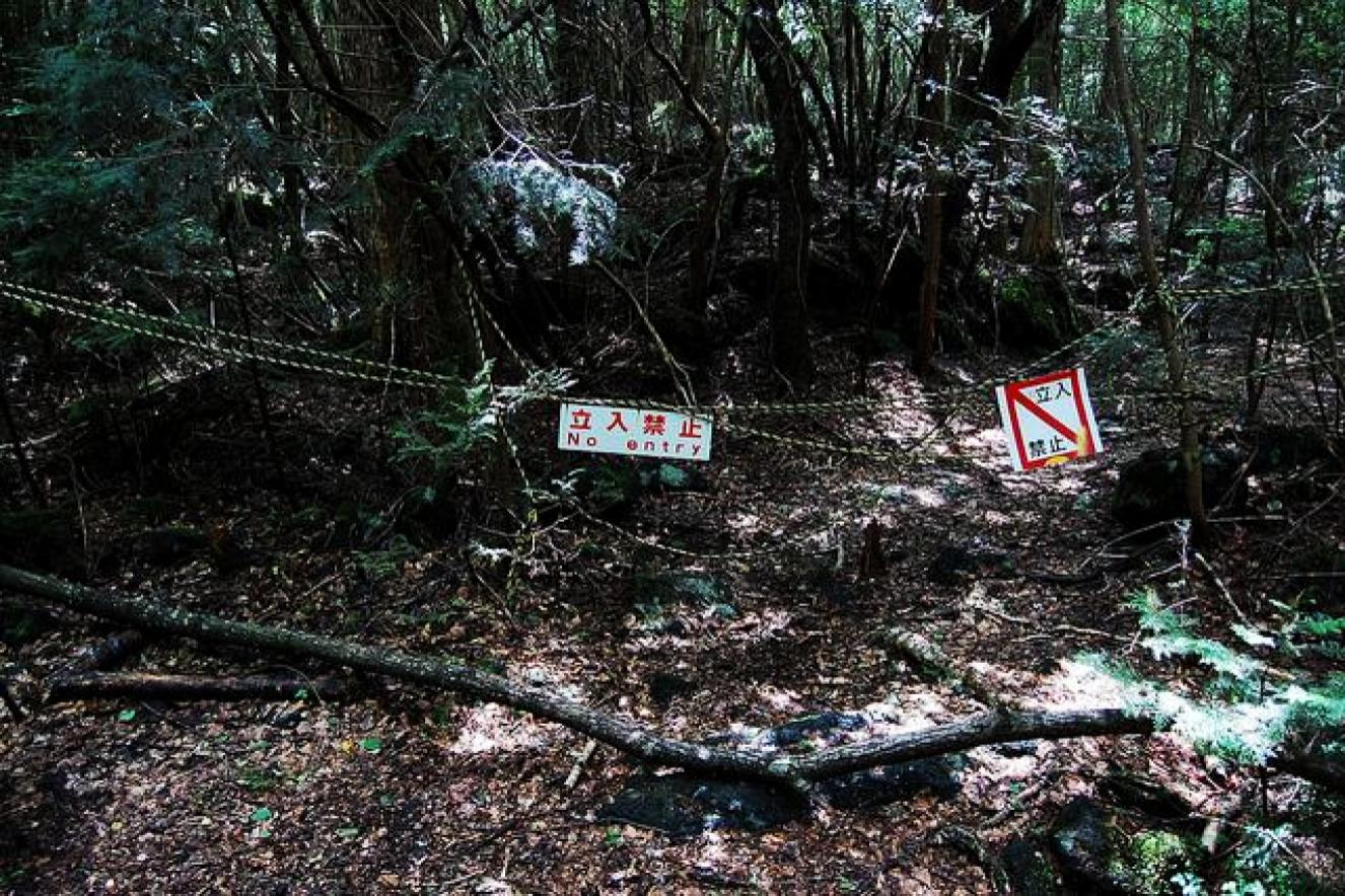 A entrada da floresta à noite.