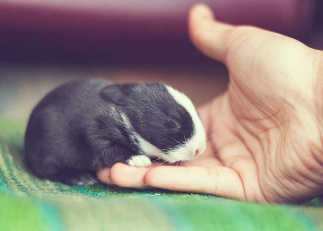 Esses ensaios com bebês coelhos são o que há de mais fofo | CLAUDIA