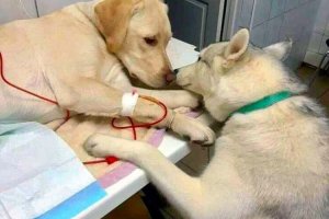 Cachorro conforta paciente em clínica