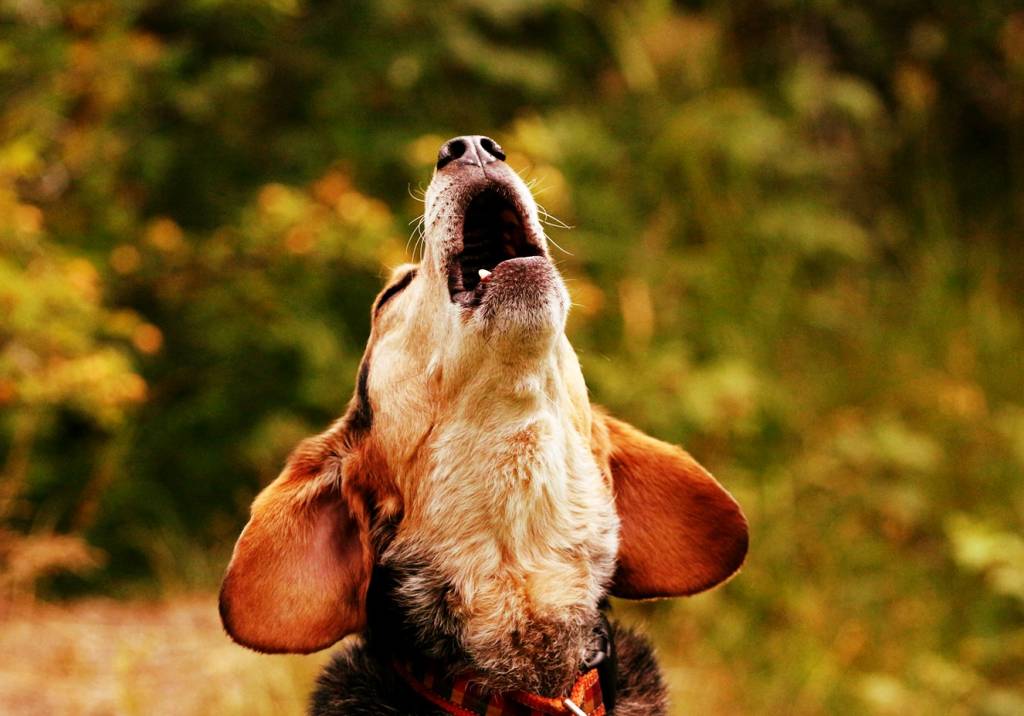 Quando o latido pode ser um sinal de problema