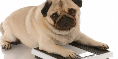 Obesidade canina - os sintomas e o tratamento