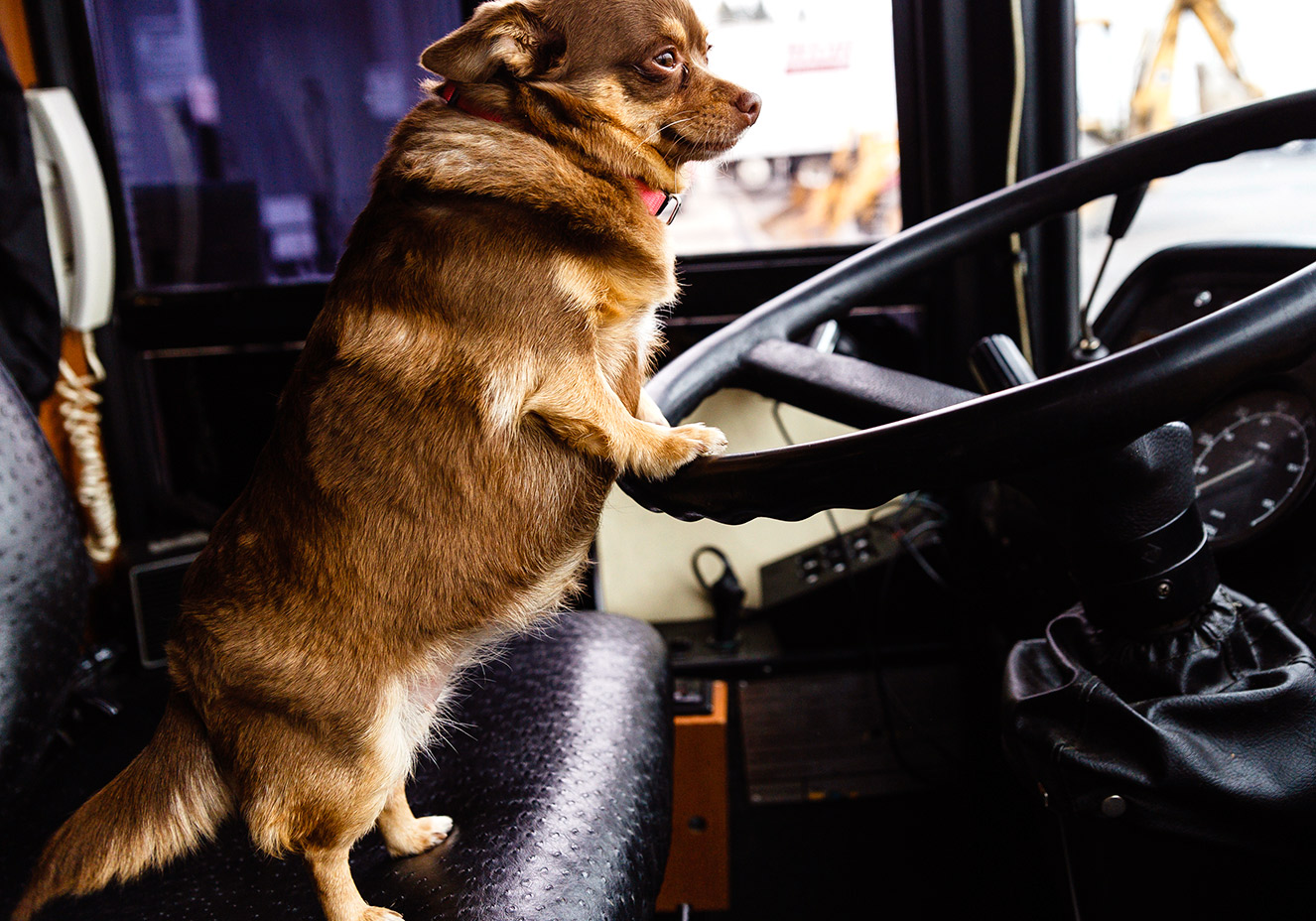 Tá liberado: os animais agora podem andar de ônibus em São Paulo | CLAUDIA