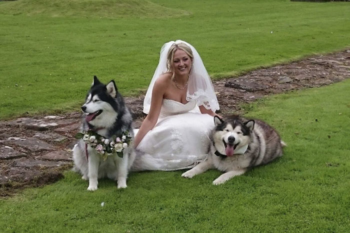 cachorros-casamento-3