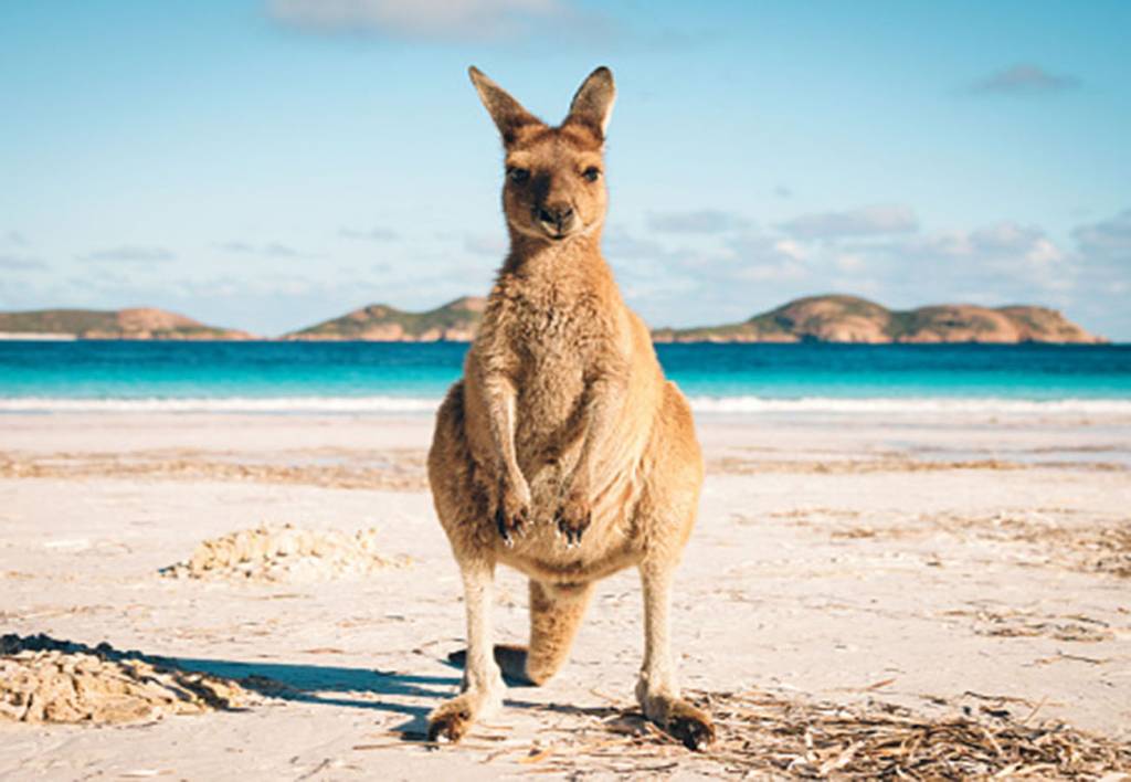 Após pressão, Versace decidiu banir o uso de pele de cangurus