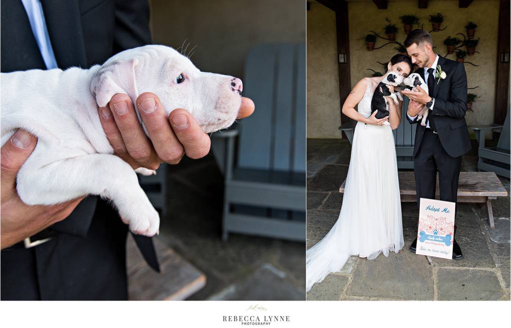 casamento-com-filhotes3