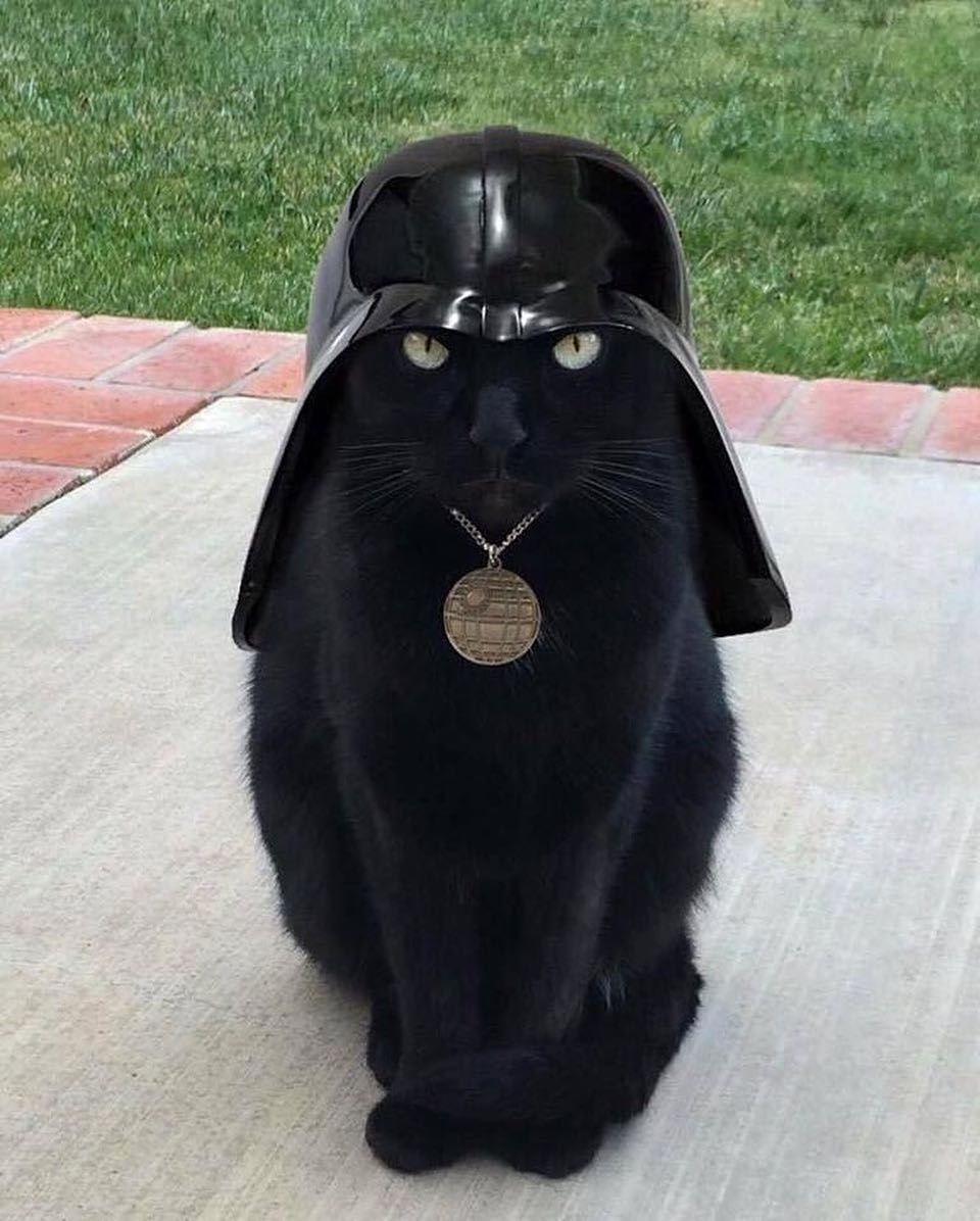 gato vader cat