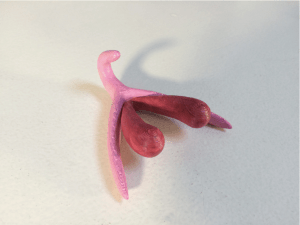 clitoris-3d_0
