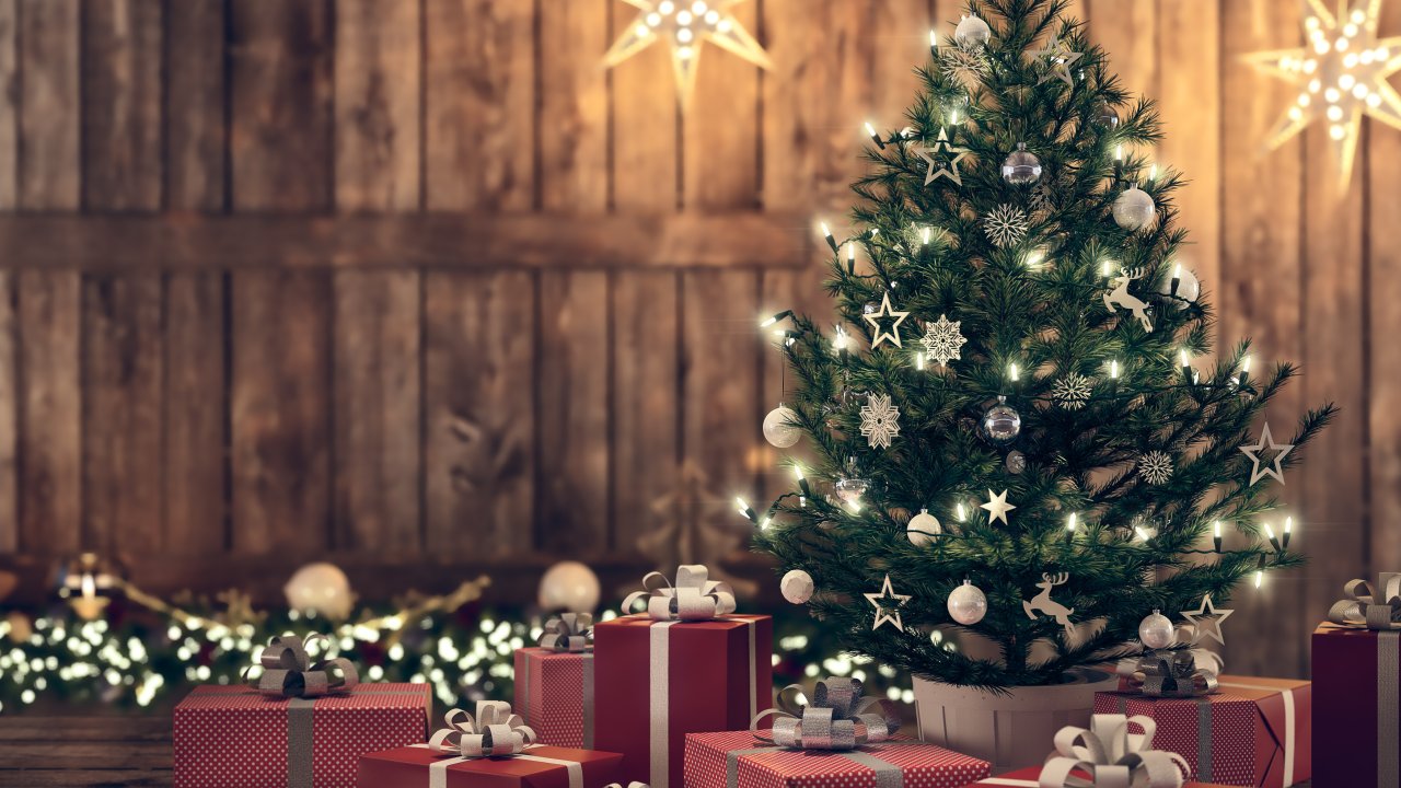 Como escolher a árvore de Natal perfeita para sua casa | CLAUDIA
