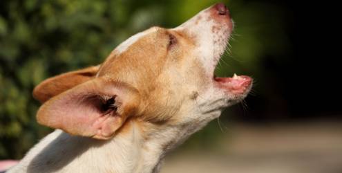Seu cachorro late muito? Aprenda a controlá-lo nos momentos de crise Seu cachorro late muito? Aprenda a controlá-lo nos momentos de crise