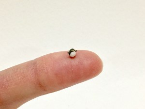 Bicho em miniatura feito de argila
