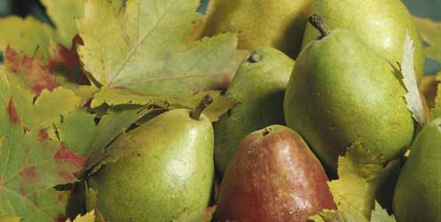 Dieta do suco de pera