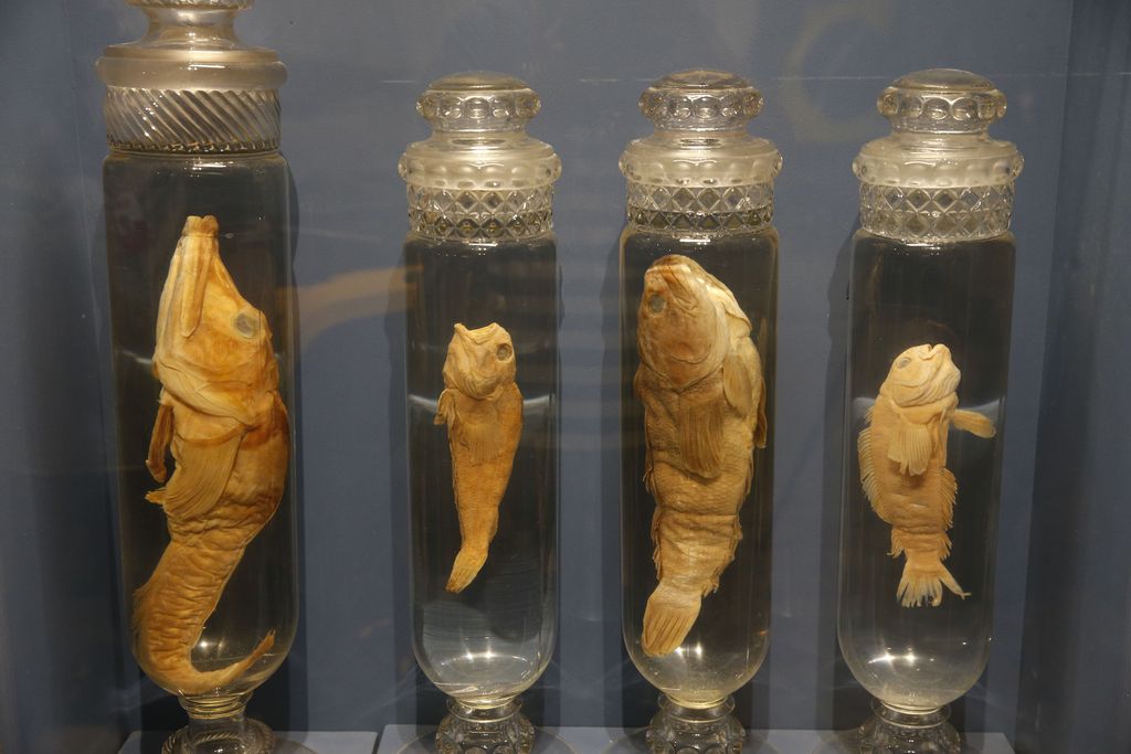 Peixes da Antártica na exposição Quando Nem Tudo era Gelo Peixes da Antártica na exposição Quando Nem Tudo era Gelo