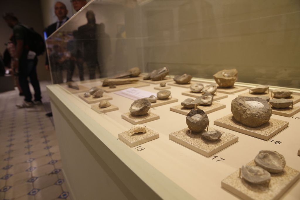 Fósseis de conchas na exposição Quando Nem Tudo era Gelo Fósseis de conchas na exposição Quando Nem Tudo era Gelo
