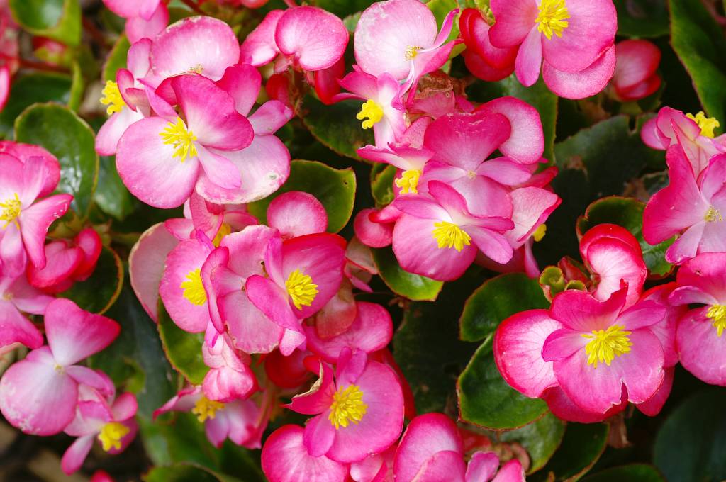 Flores de sombra e meia-sombra – begônia Flores de sombra e meia-sombra – begônia