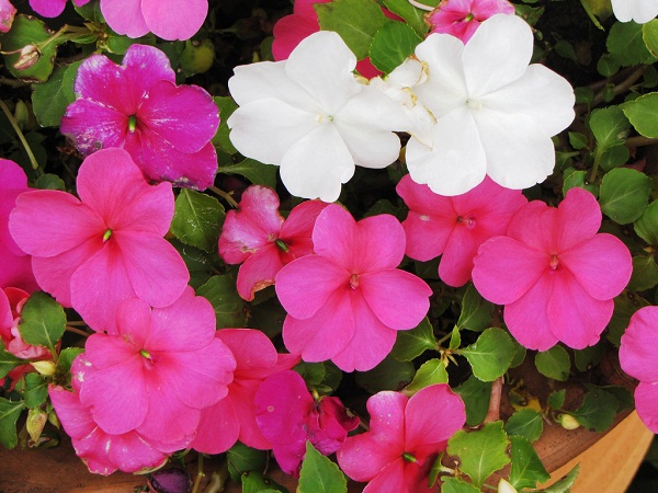 Flores de sombra e meia-sombra – beijinho Flores de sombra e meia-sombra – beijinho