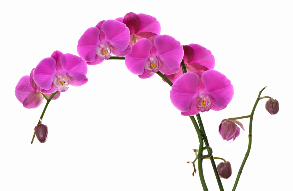 Flores de sombra e meia-sombra - orquídea borboleta