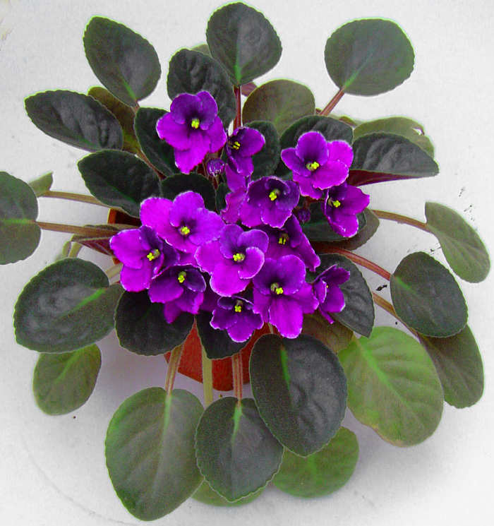 Flores de sombra e meia-sombra – violeta Flores de sombra e meia-sombra – violeta
