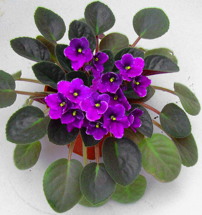 Flores de sombra e meia-sombra - violeta