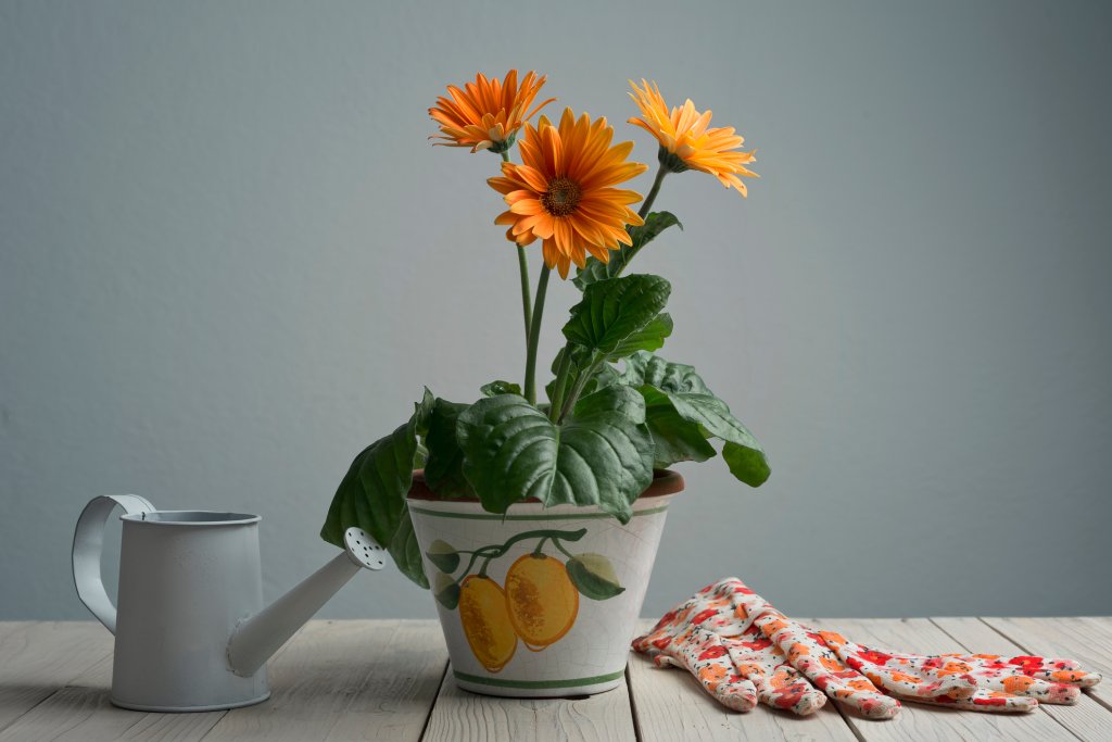 Gerbera Daisy in pot with watering can and gloves on wooden rustic table.Studio shot