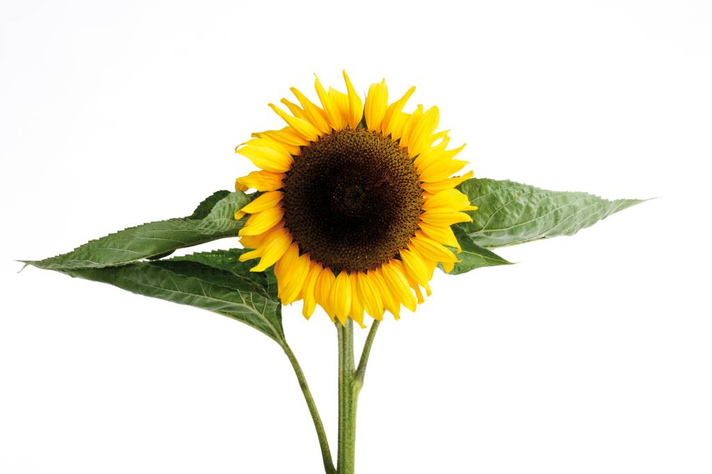 Flores primavera – girassol Flores primavera – girassol