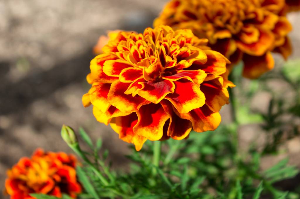 Flores primavera – tagete Flores primavera – tagete