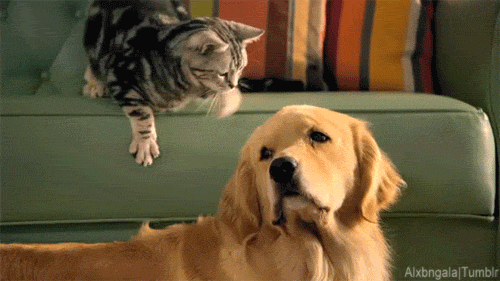 Reprodução/Tumblr catsdogsblog Reprodução/Tumblr catsdogsblog