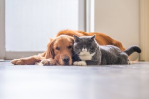 Cachorro e gato