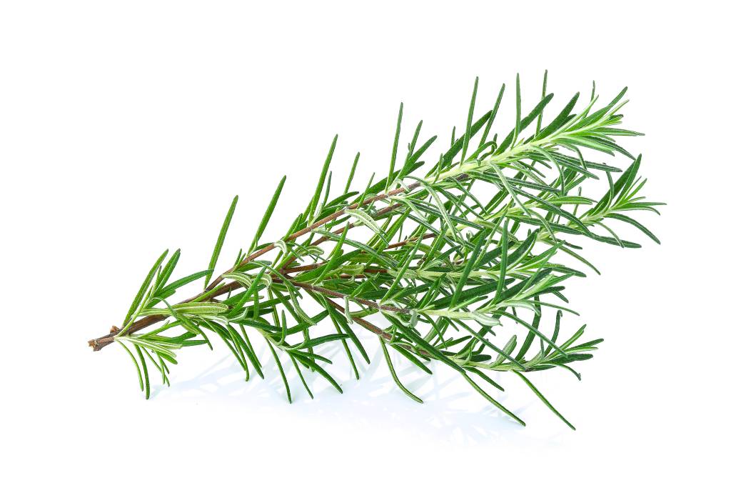 alecrim Close-Up Of Rosemary Against White Background