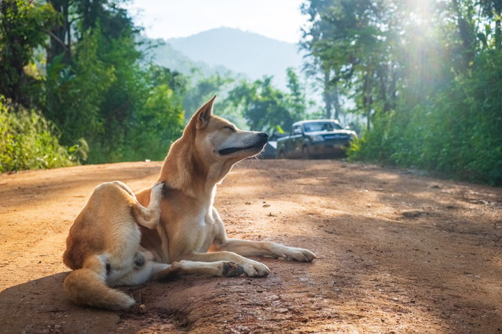Cachorro Stray dog resting on the street of a village in Thailand . Asia