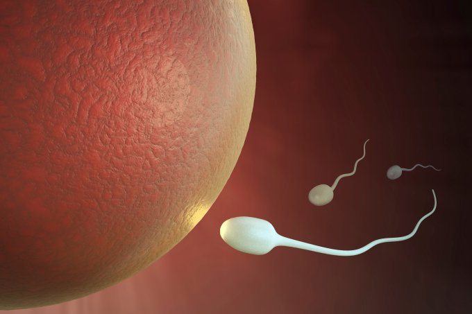 Fertilização óvulo espermatozoides