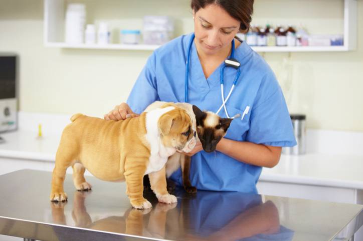 Cachorro e gato no Veterinário They get along so well!