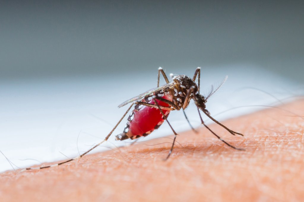 mosquito que transmite a malária