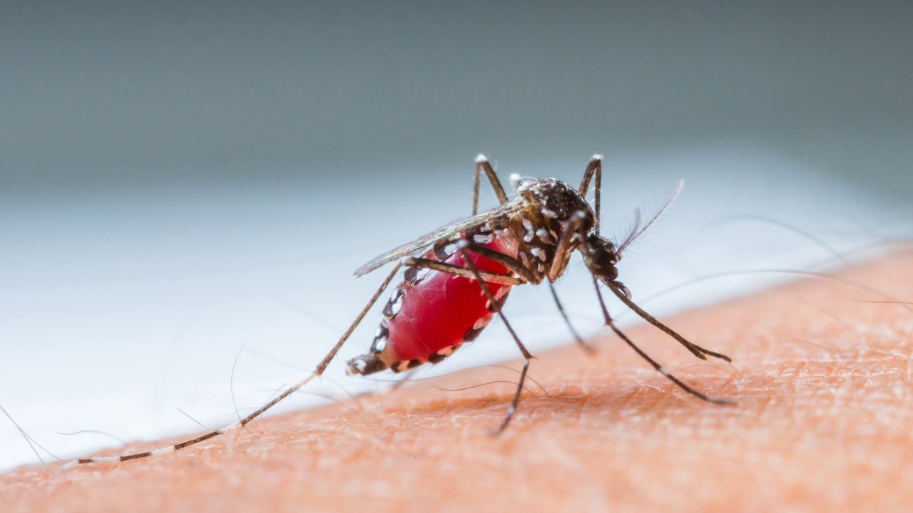 mosquito que transmite a malária