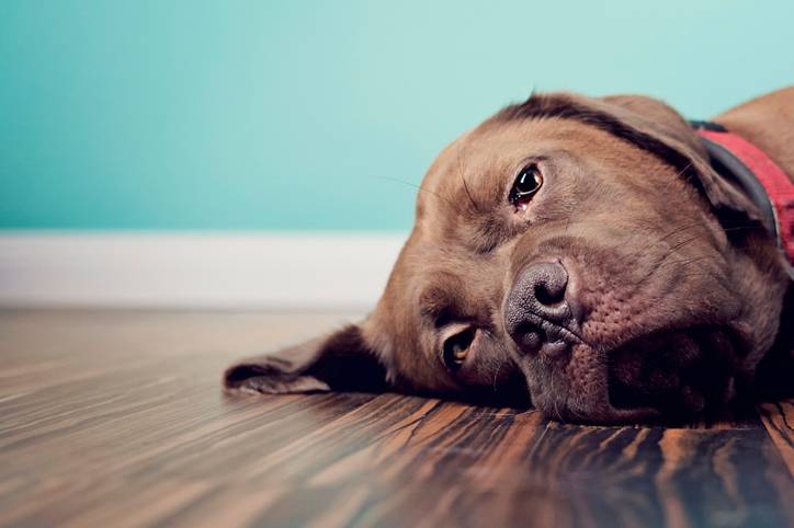 Cahorro A Brown Dog Lying on the Floor With a Blue Wall