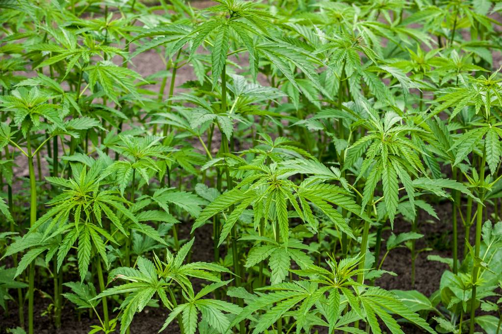 Proposta de cultivo de maconha medicinal é aprovada pela Anvisa